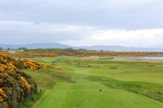 An incredible view of a golf hole in Scotland with the ocean in the background in Dornoch, in the highlands of Scotland during spring with the gorse bush in full yellow bloom